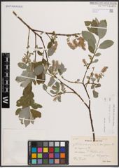 Foto von Salix caprea L. x Salix repens L.